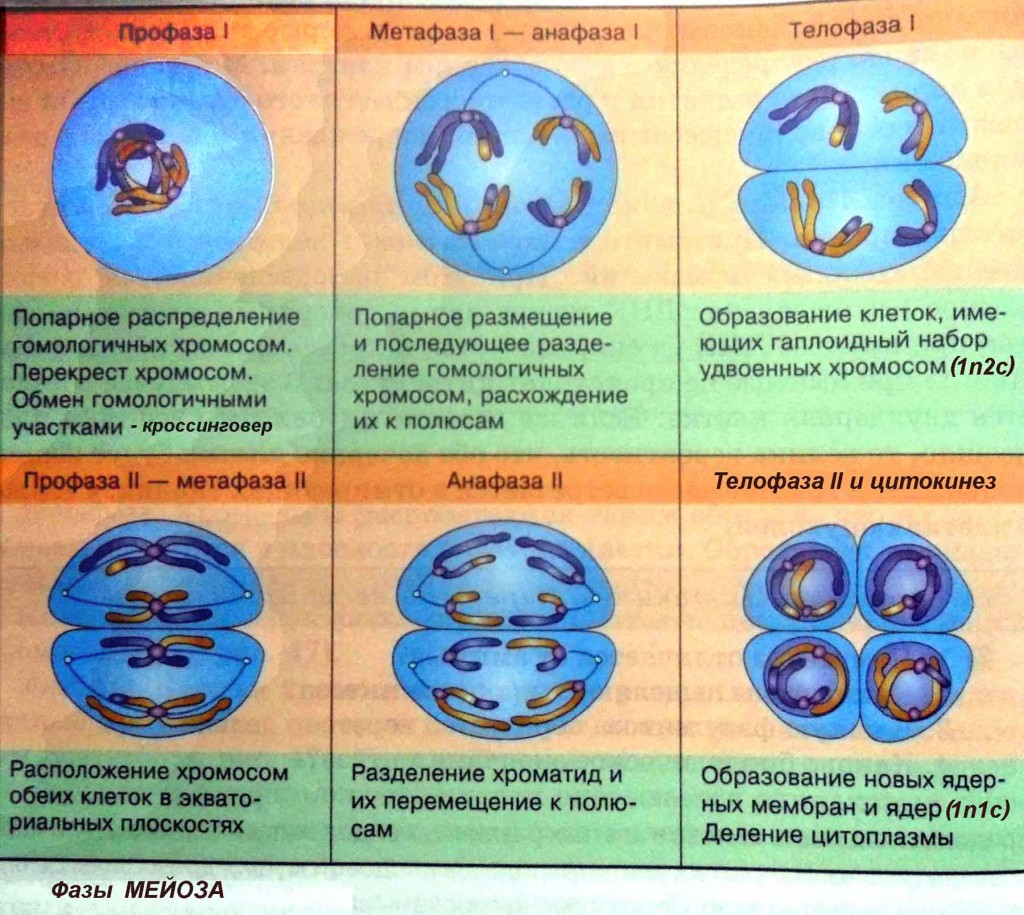 Marsimage ru